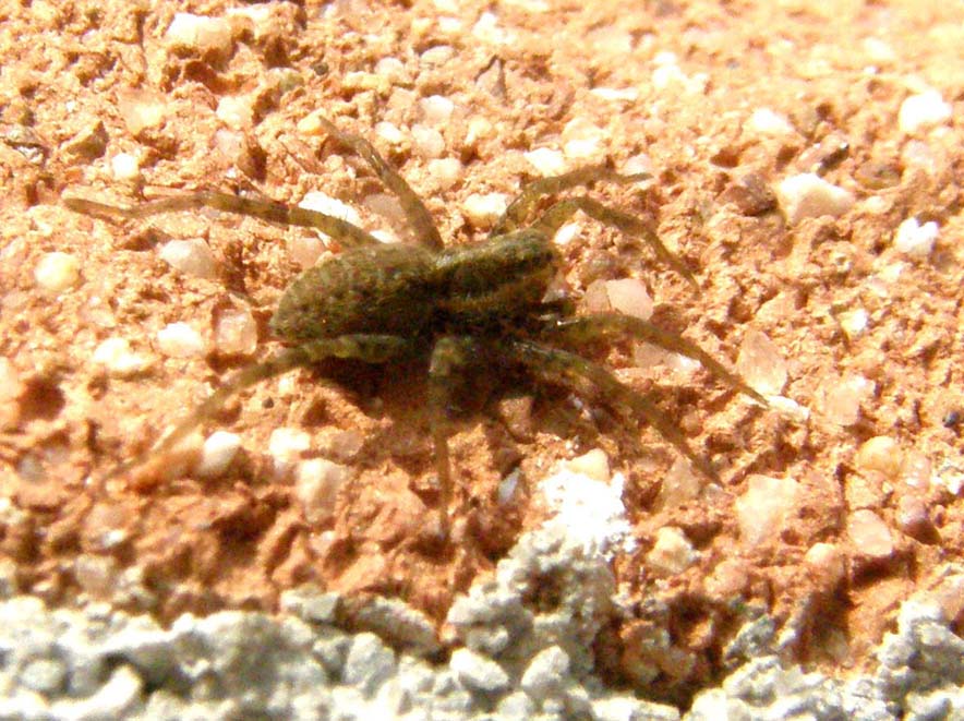 Pardosa sp.