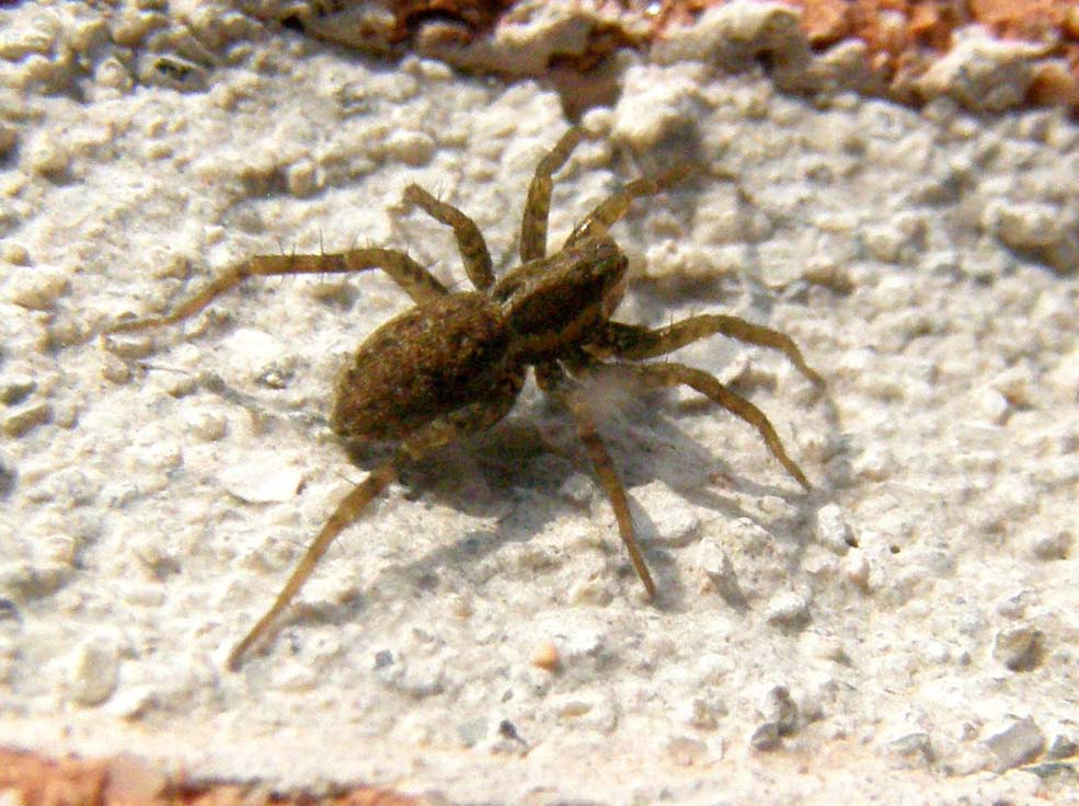 Pardosa sp.