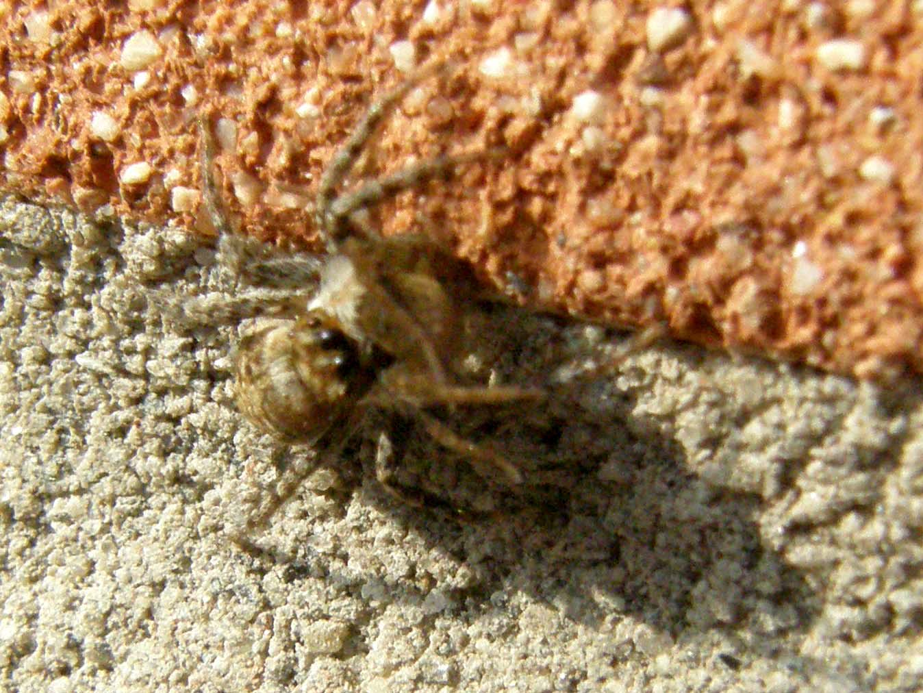 Menemerus semilimbatus  che cattura le sue prede