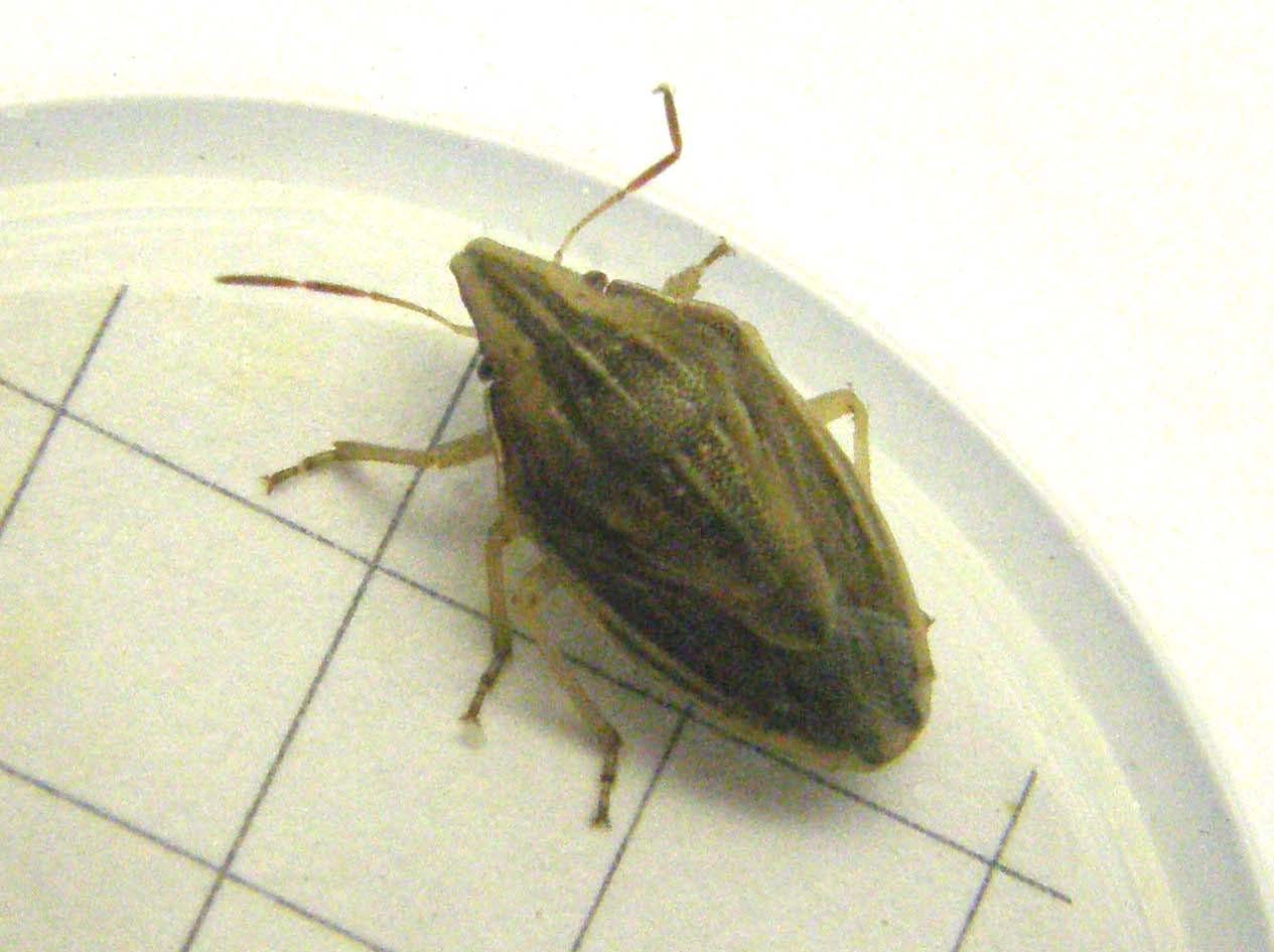 Pentatomidae: Aelia acuminata nei dintorni di Pavia