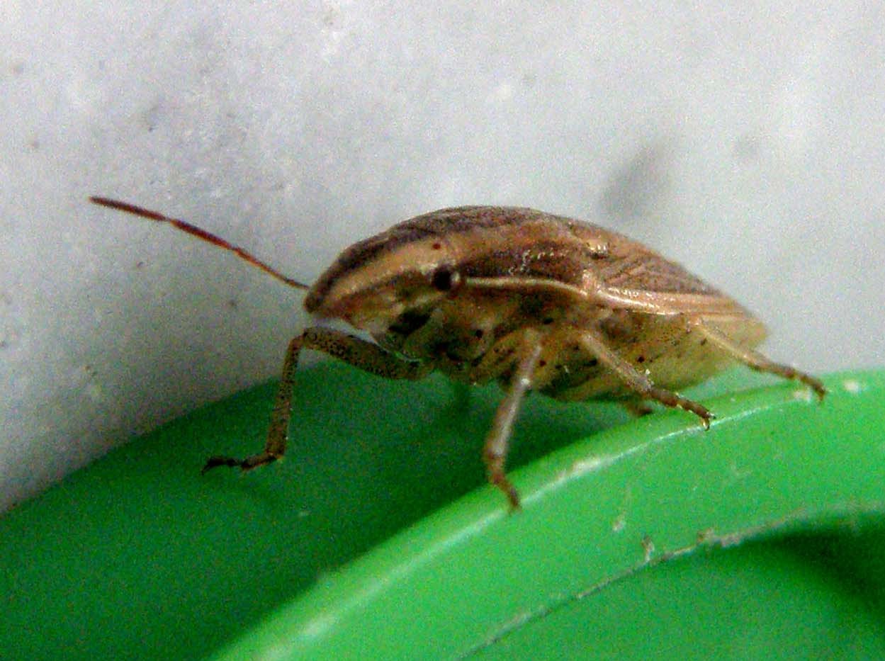 Pentatomidae: Aelia acuminata nei dintorni di Pavia