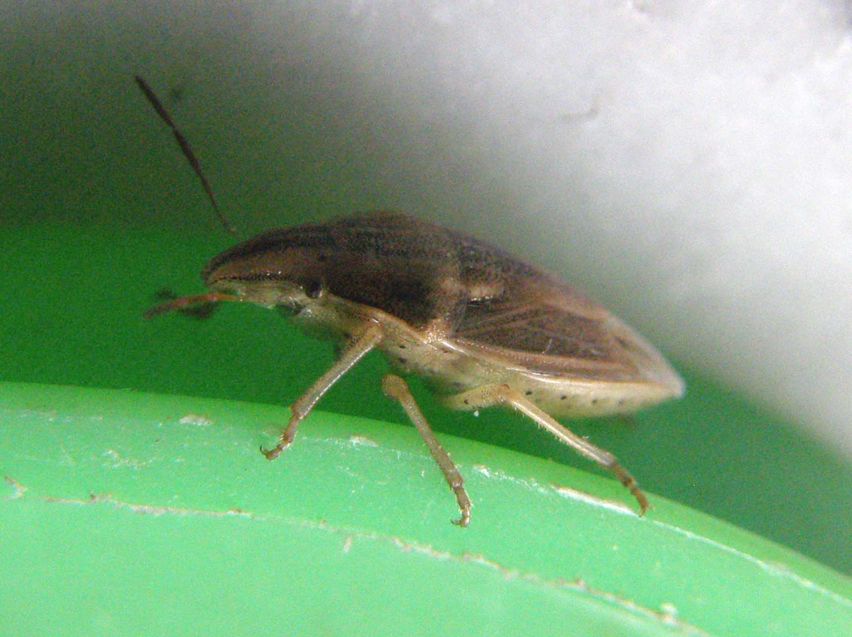 Pentatomidae: Aelia acuminata nei dintorni di Pavia
