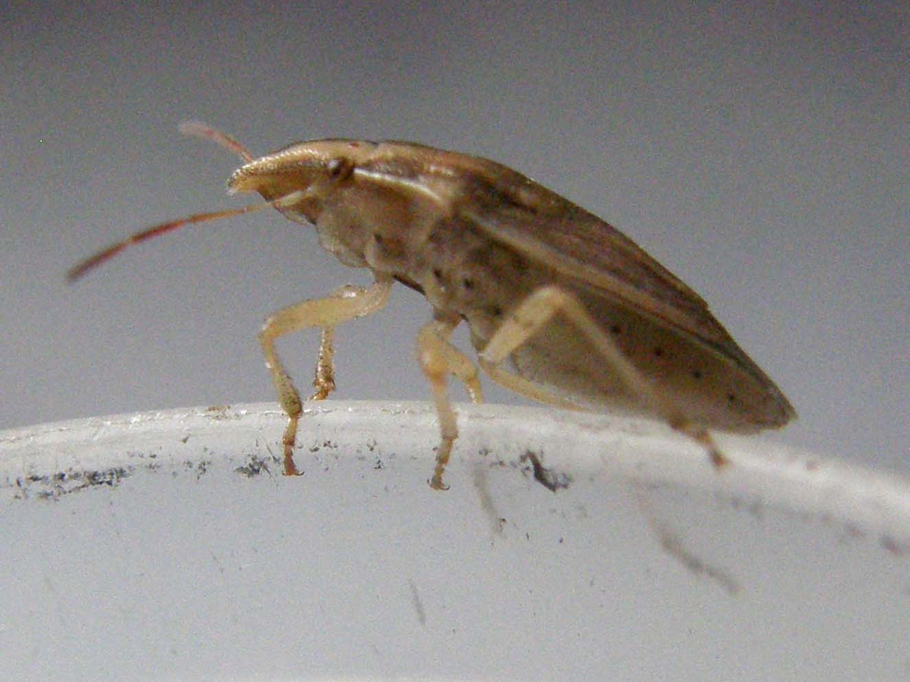 Pentatomidae: Aelia acuminata nei dintorni di Pavia