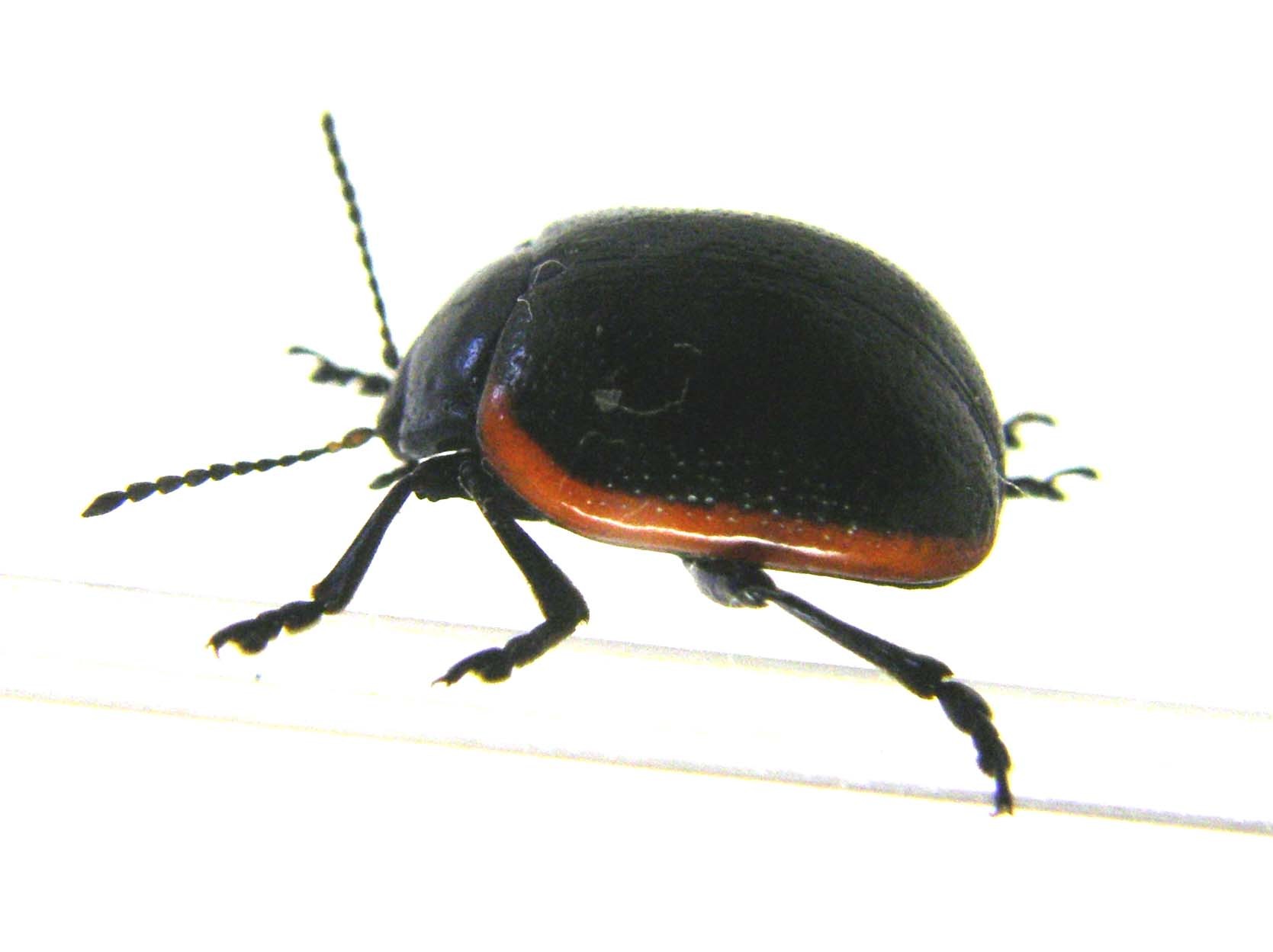 Chrysomelidae bordato di rosso: Chrysolina rossia