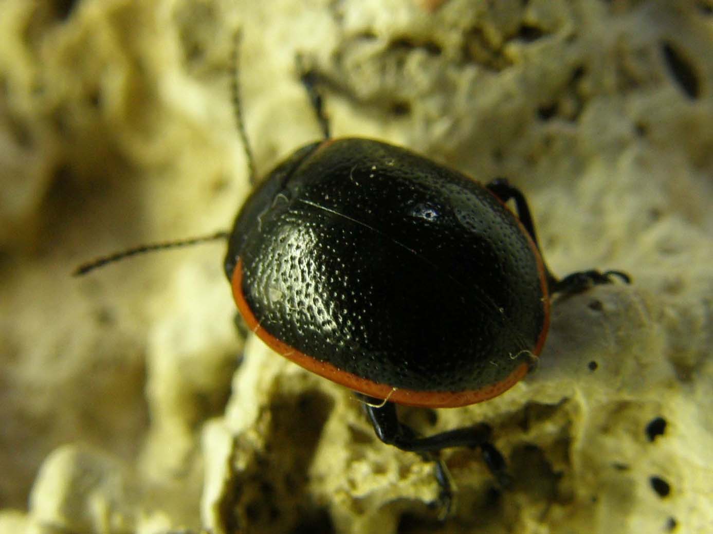 Chrysomelidae bordato di rosso: Chrysolina rossia