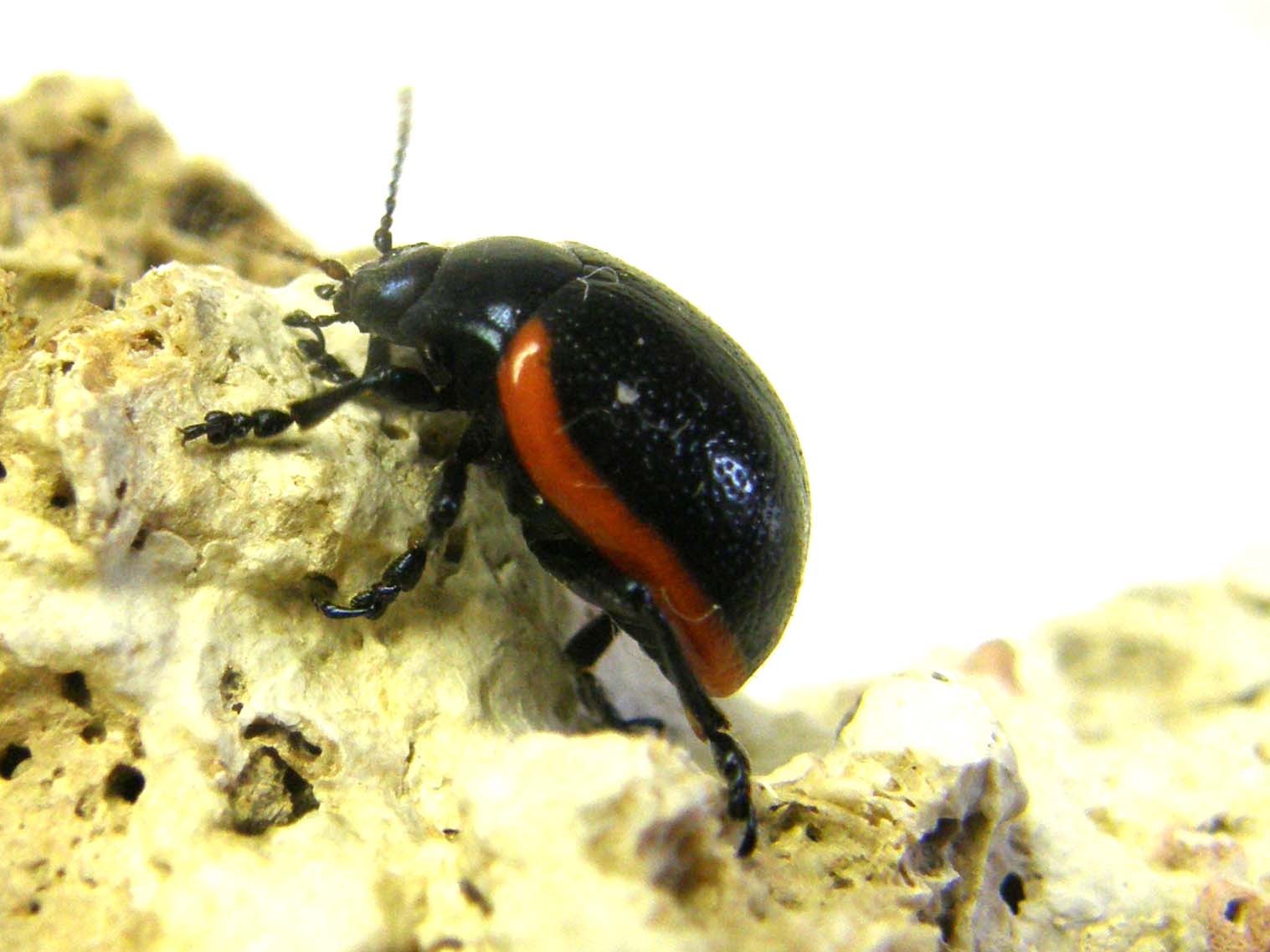 Chrysomelidae bordato di rosso: Chrysolina rossia