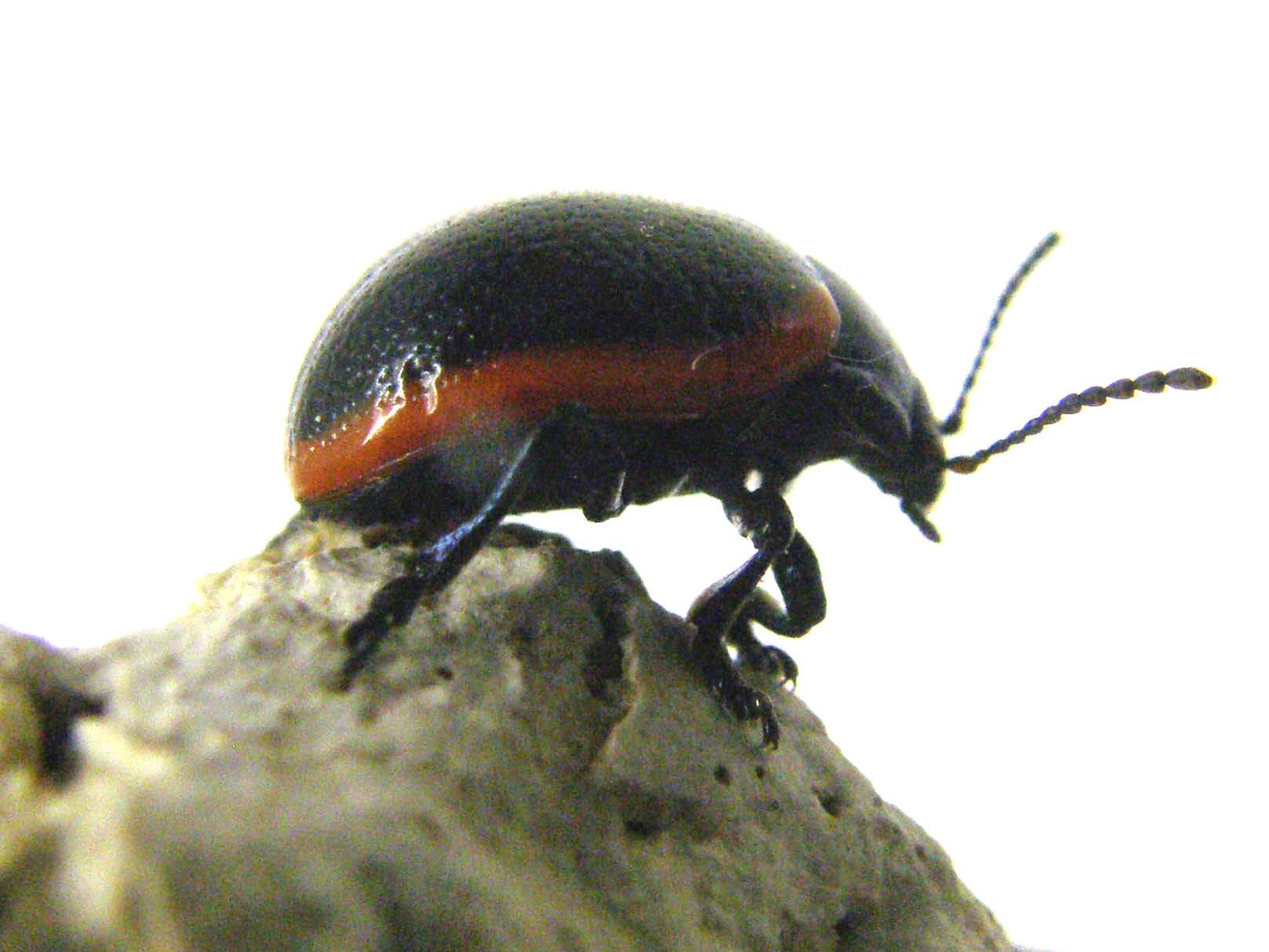 Chrysomelidae bordato di rosso: Chrysolina rossia