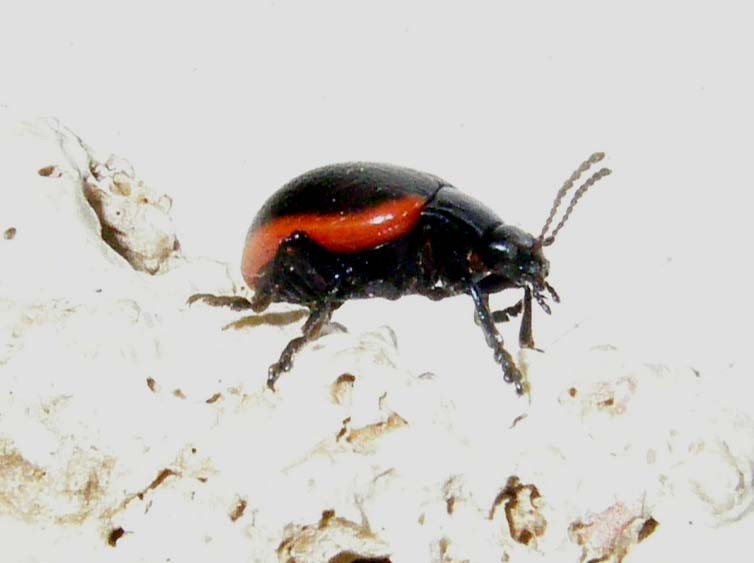 Chrysomelidae bordato di rosso: Chrysolina rossia