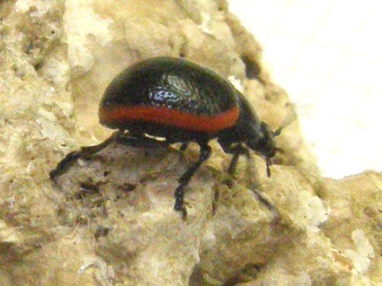Chrysomelidae bordato di rosso: Chrysolina rossia