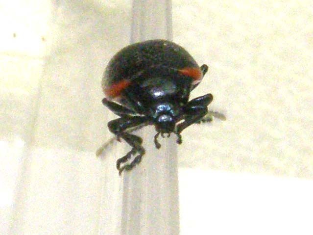 Chrysomelidae bordato di rosso: Chrysolina rossia