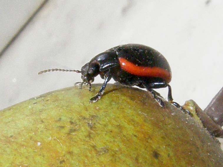 Chrysomelidae bordato di rosso: Chrysolina rossia