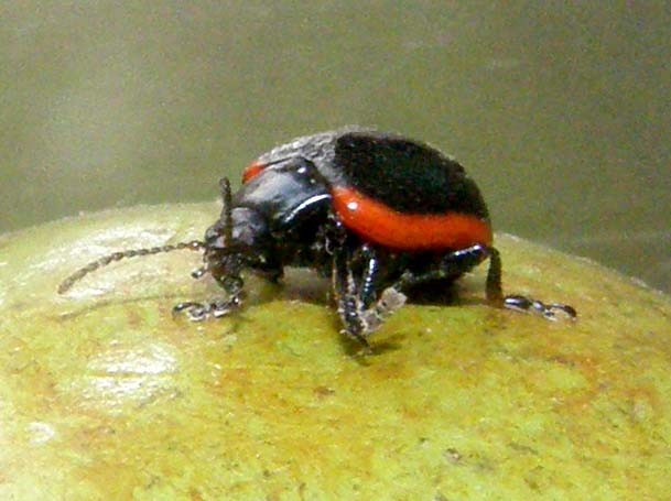 Chrysomelidae bordato di rosso: Chrysolina rossia
