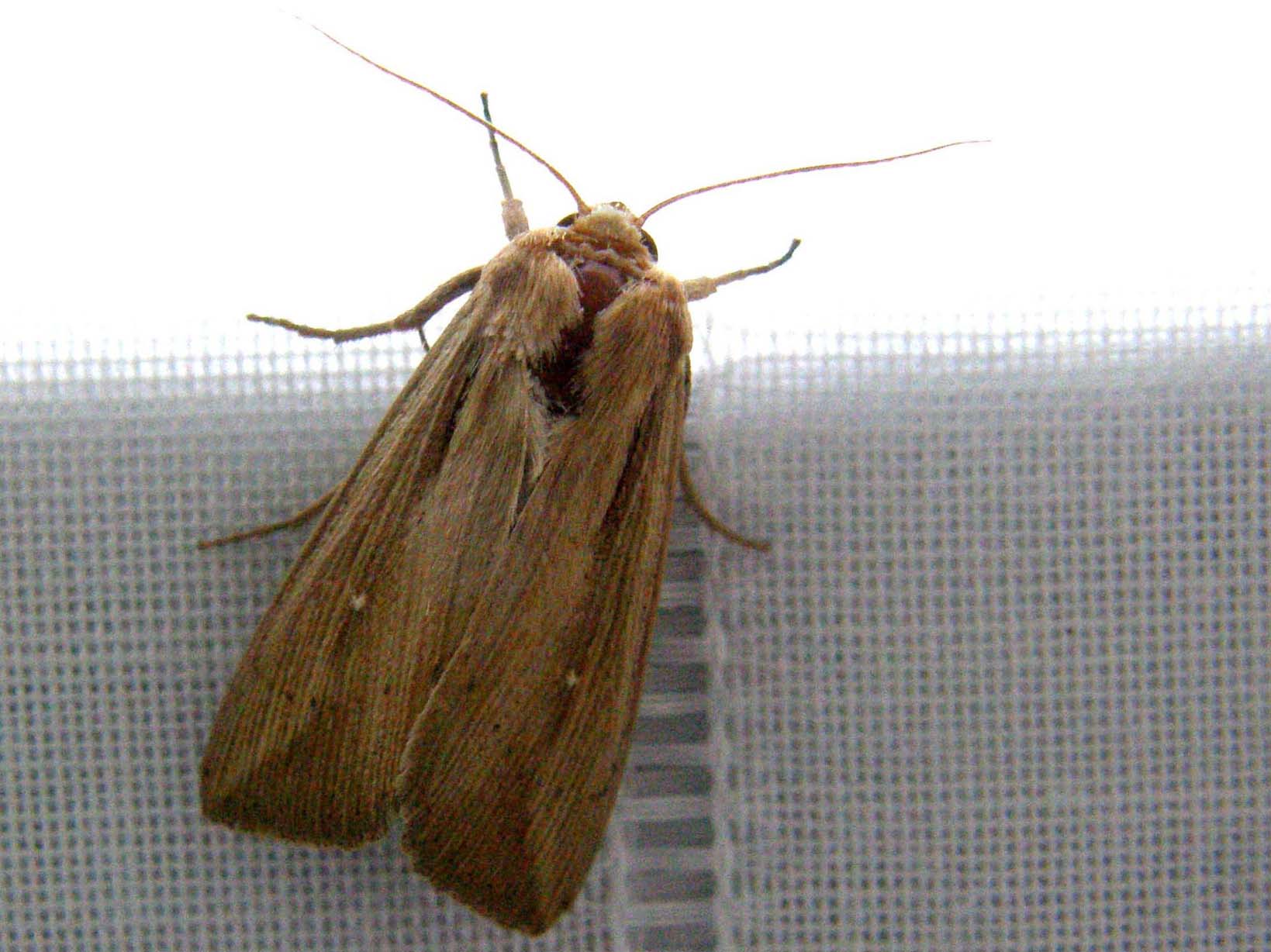 Mythimna (Pseudaletia) unipuncta - Noctuidae