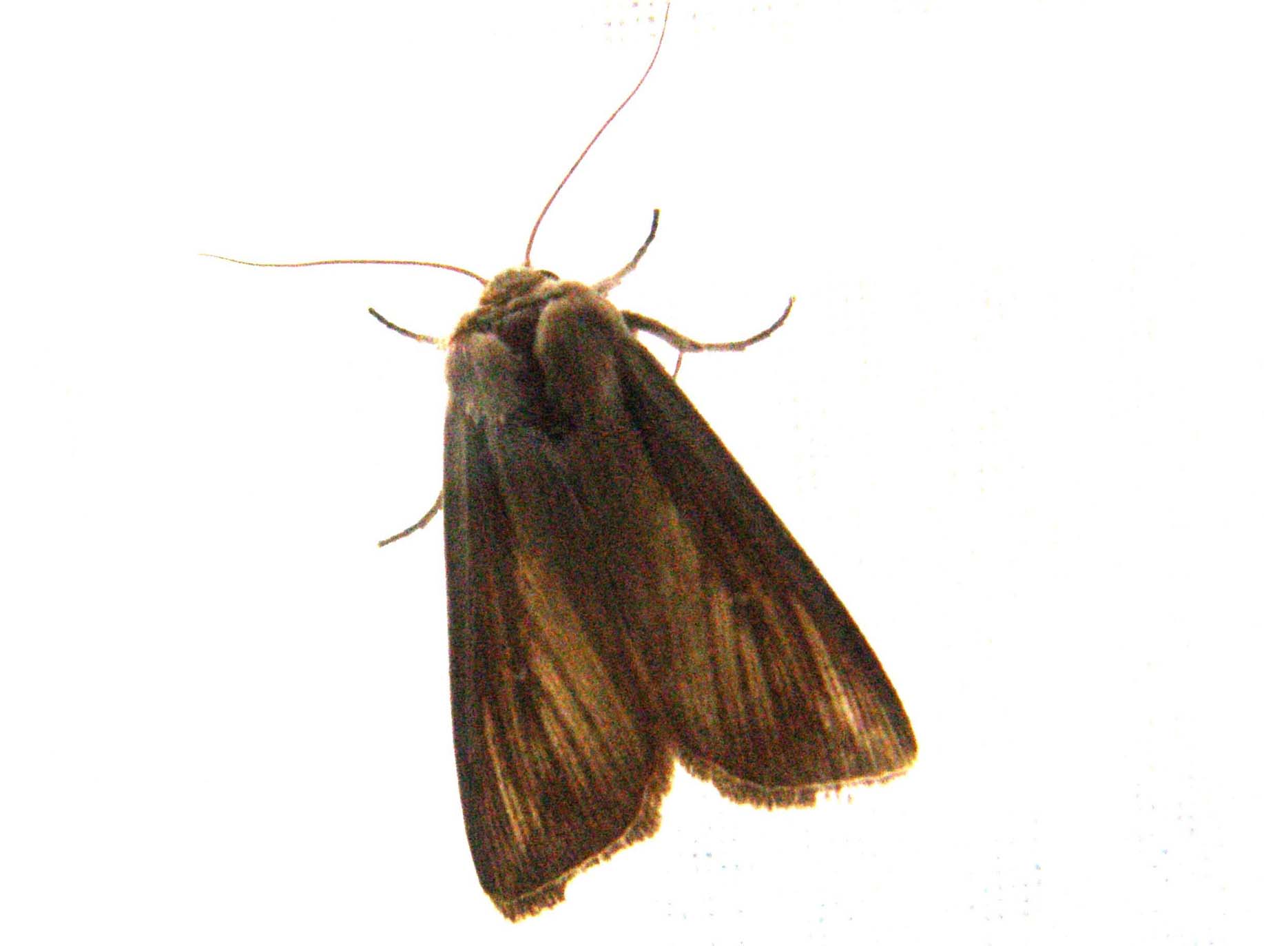 Mythimna (Pseudaletia) unipuncta - Noctuidae