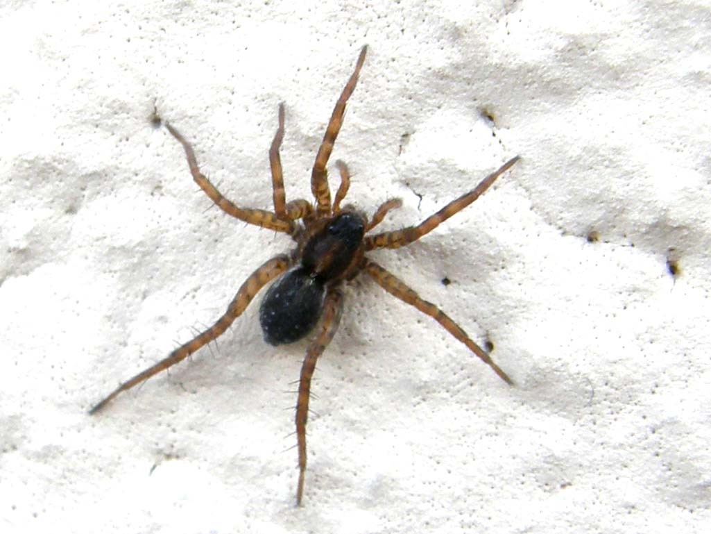 Pardosa sp.