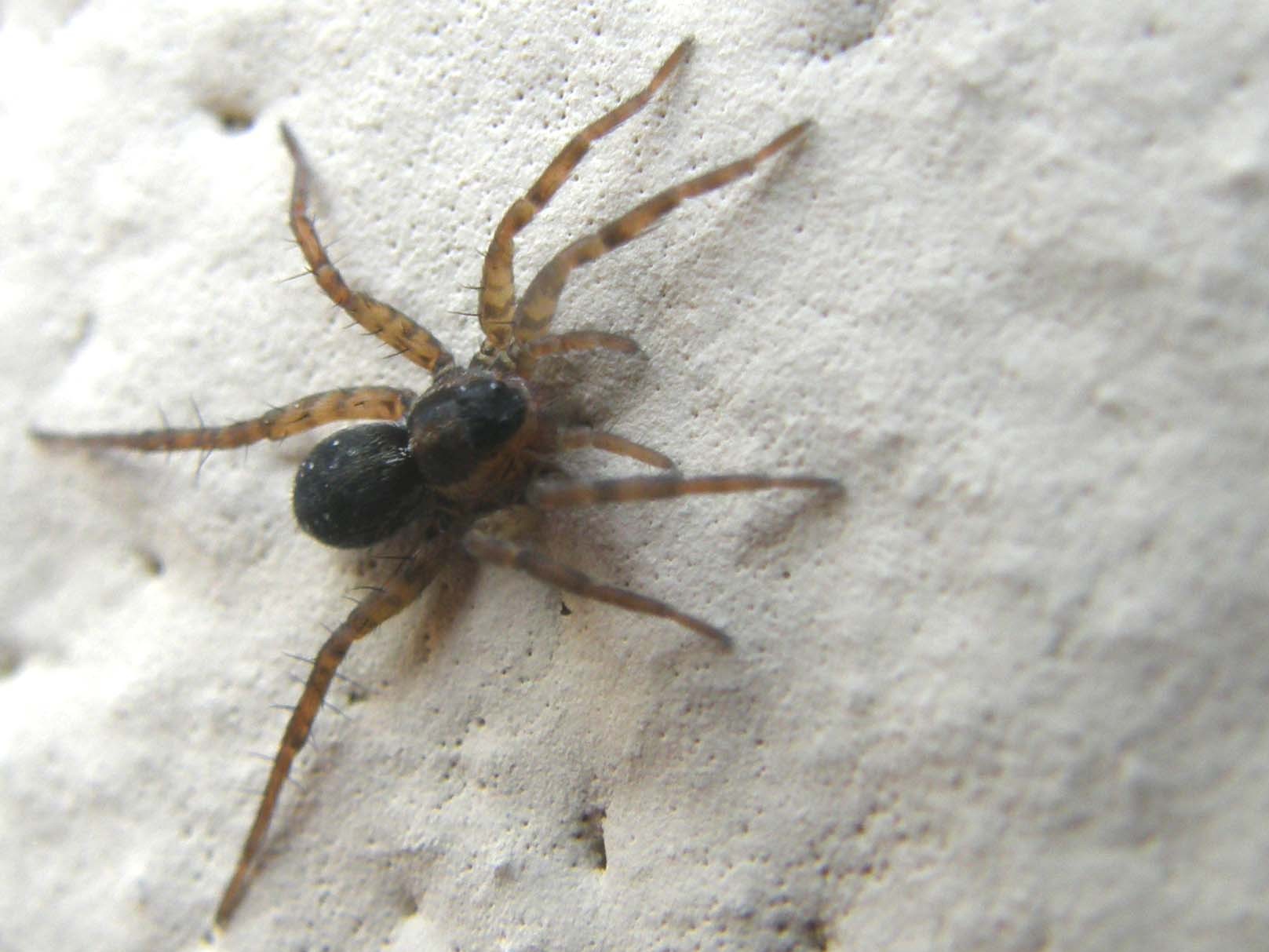 Pardosa sp.