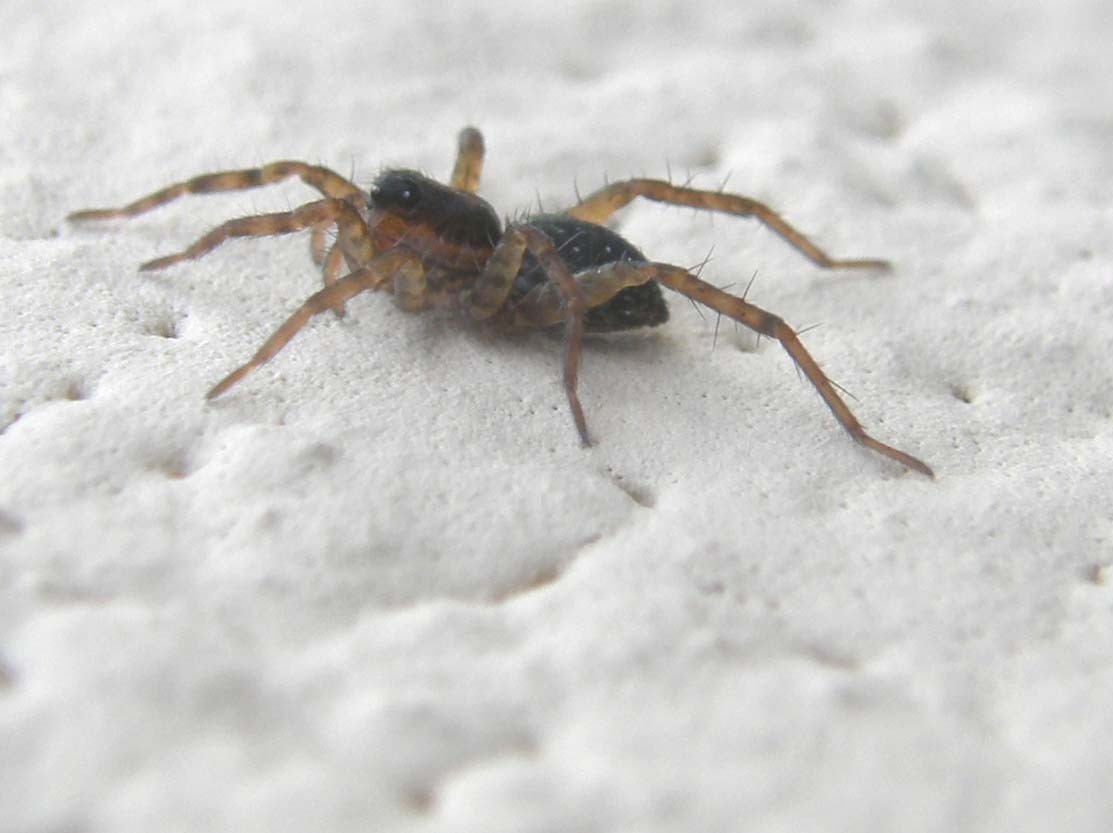 Pardosa sp.