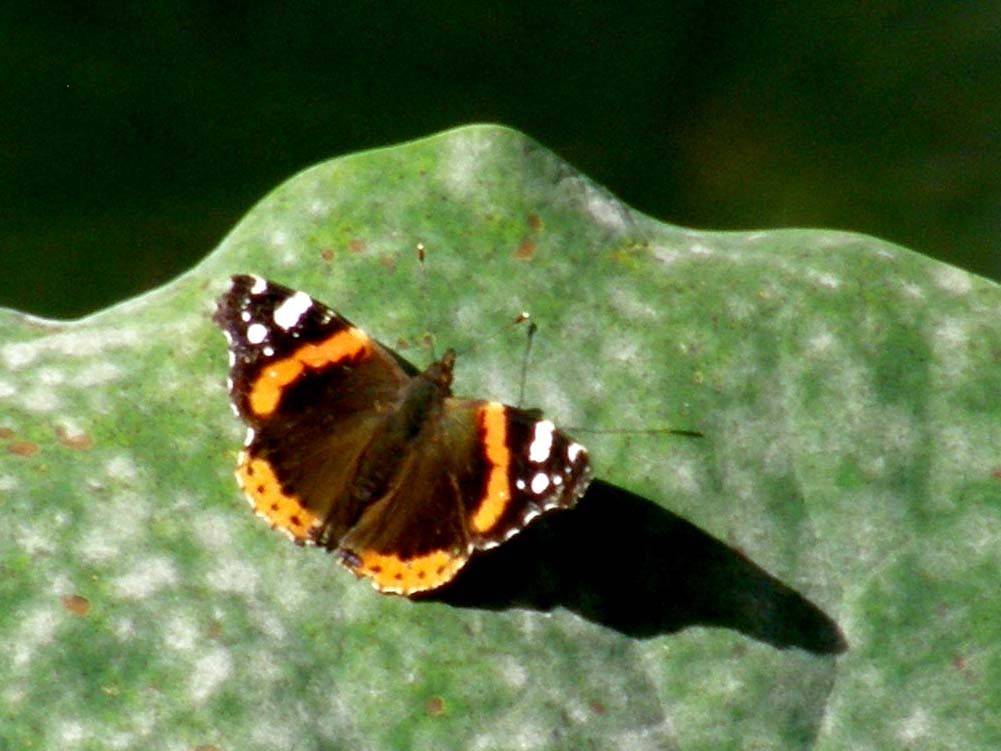 Vanessa atalanta...con ali dai disegni asimmetrici