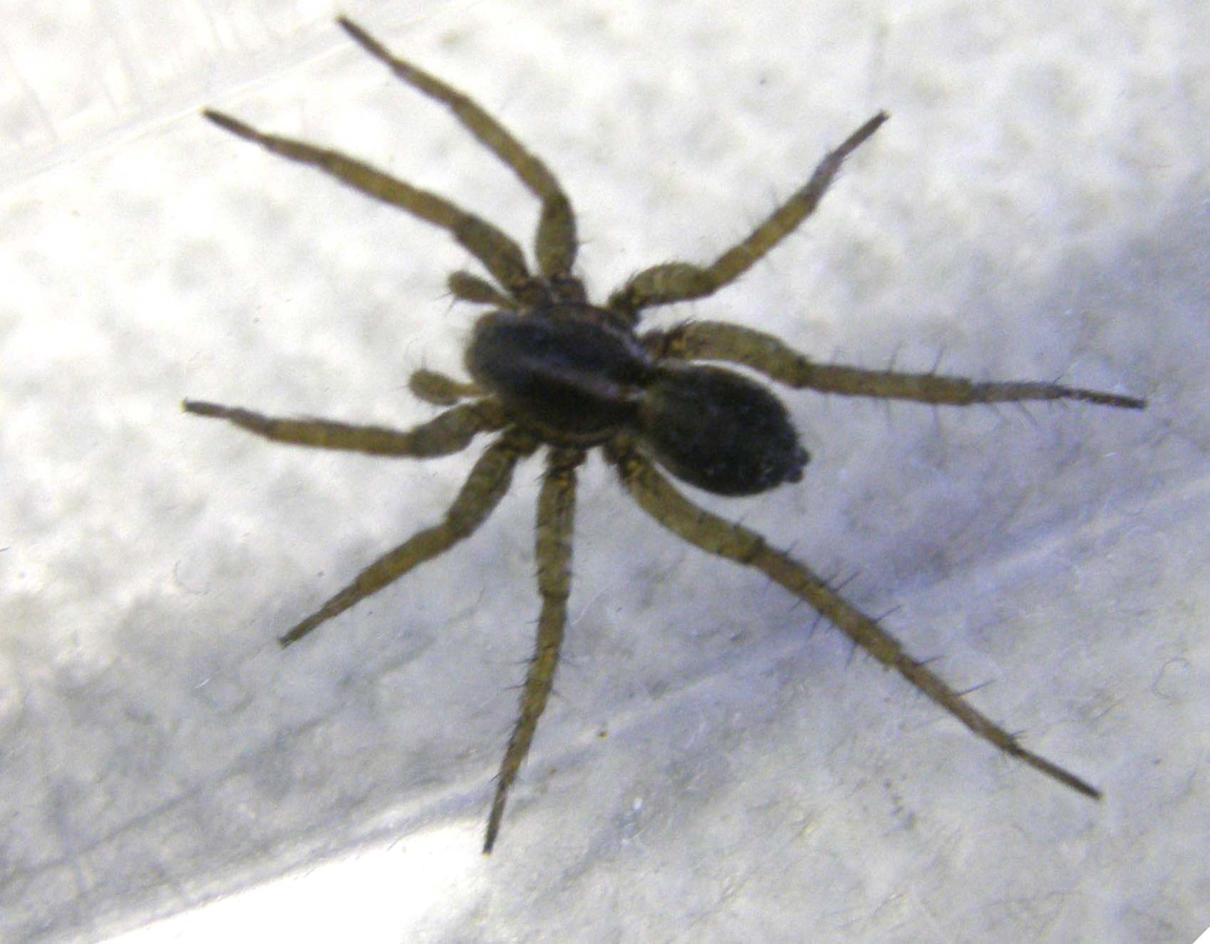 Pardosa sp.