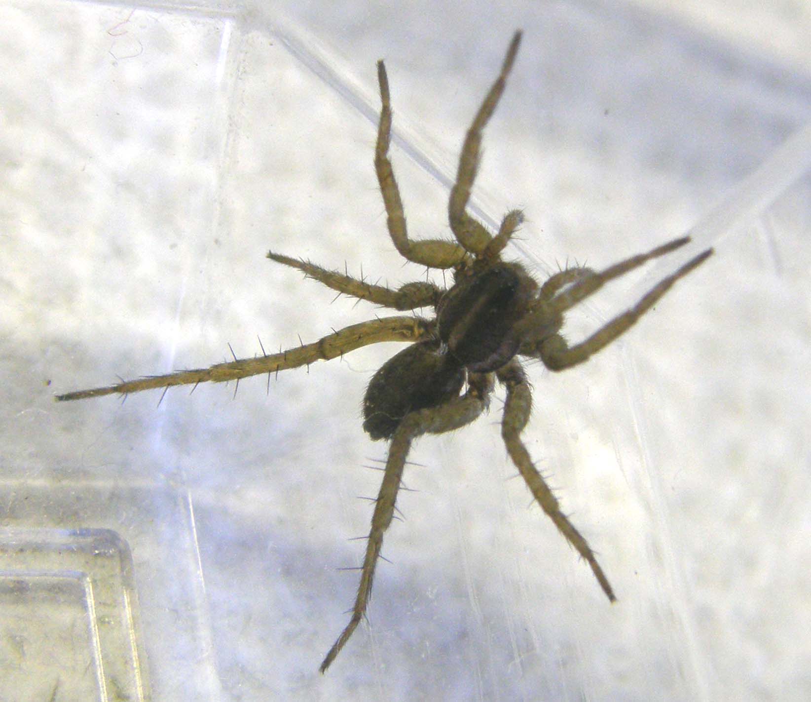 Pardosa sp.