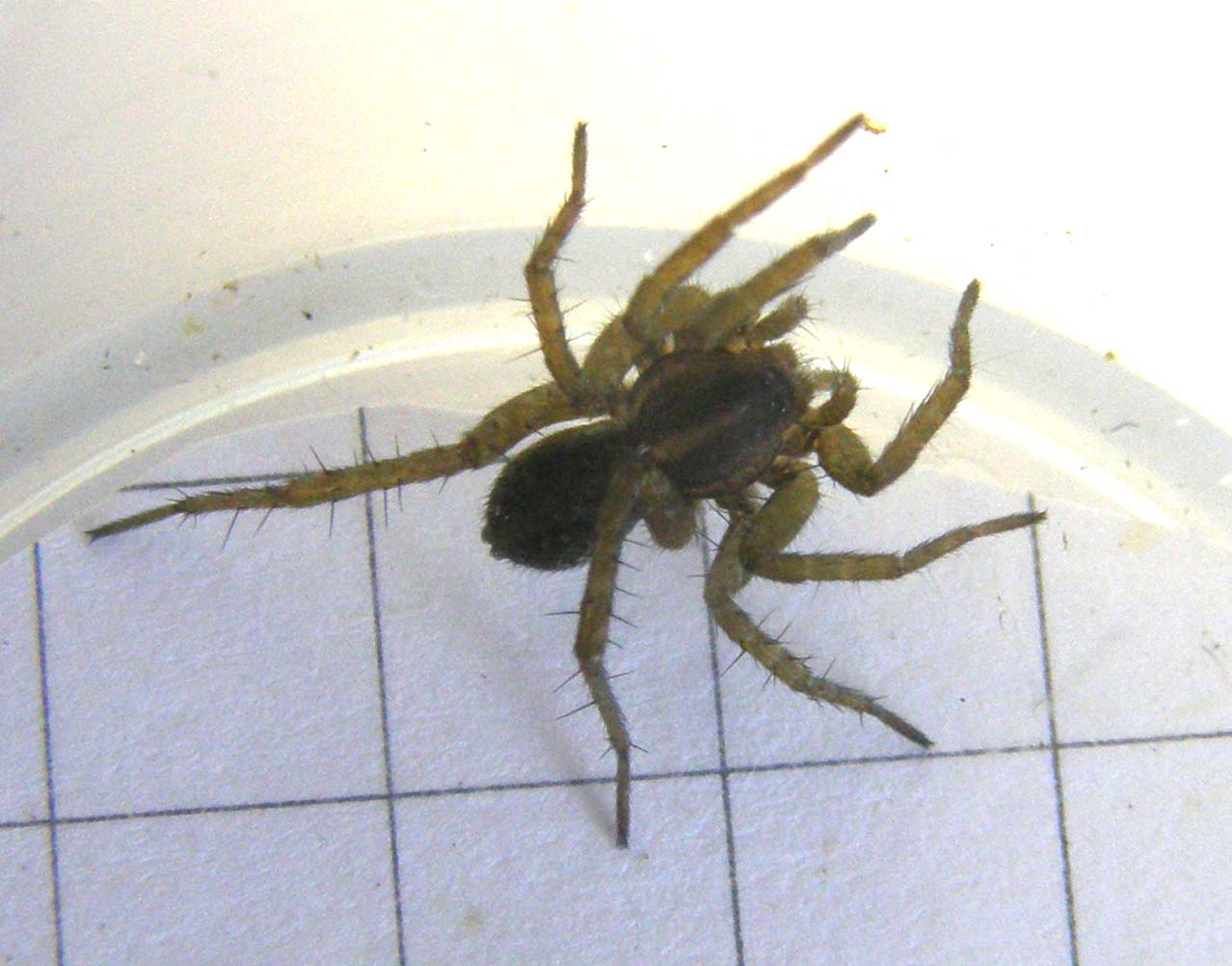 Pardosa sp.