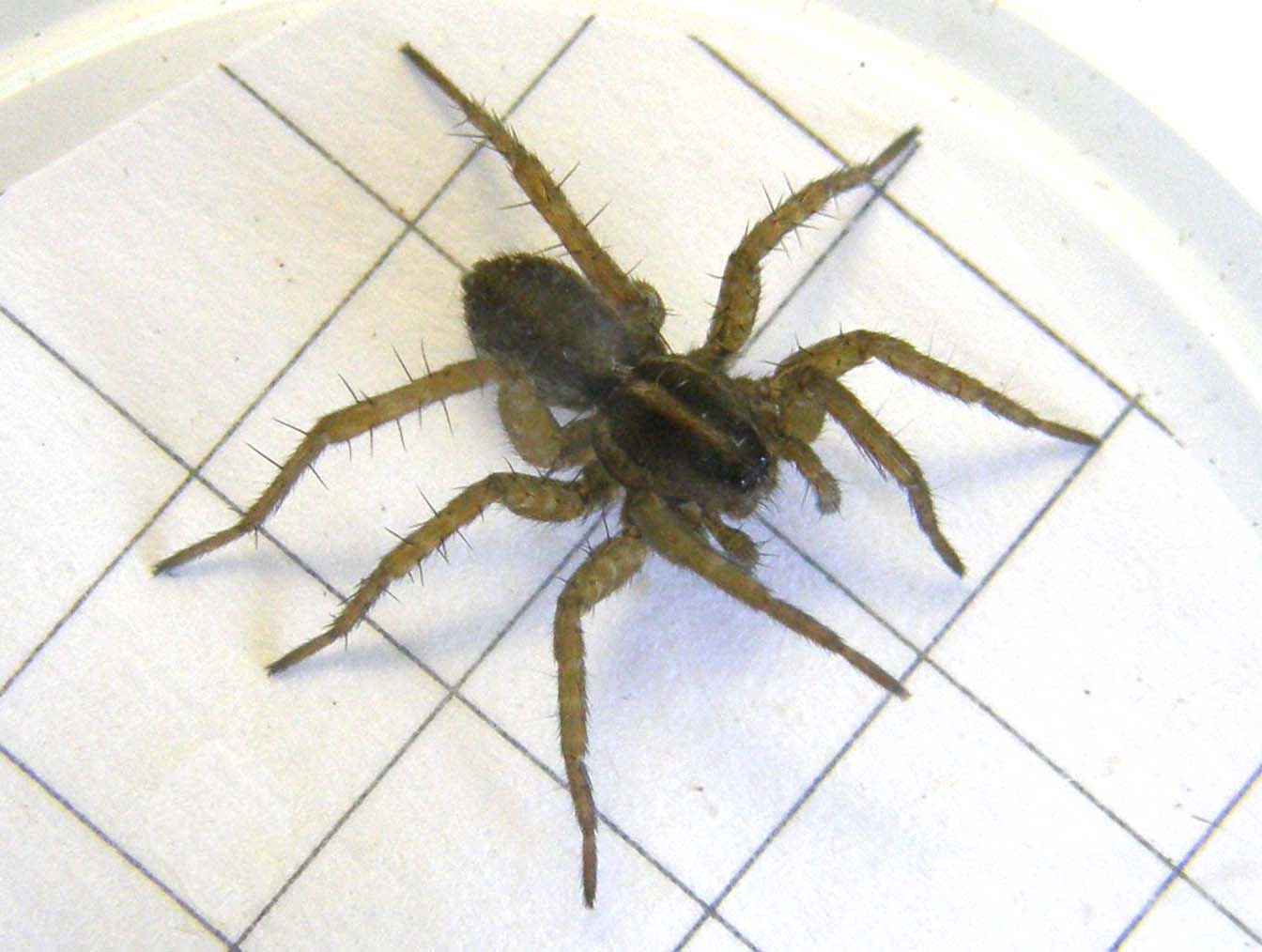 Pardosa sp.