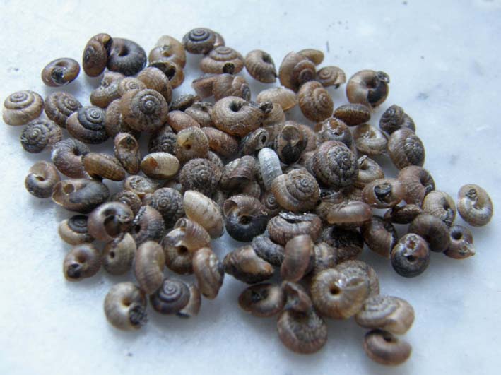 Invasione di  Xerotricha conspurcata