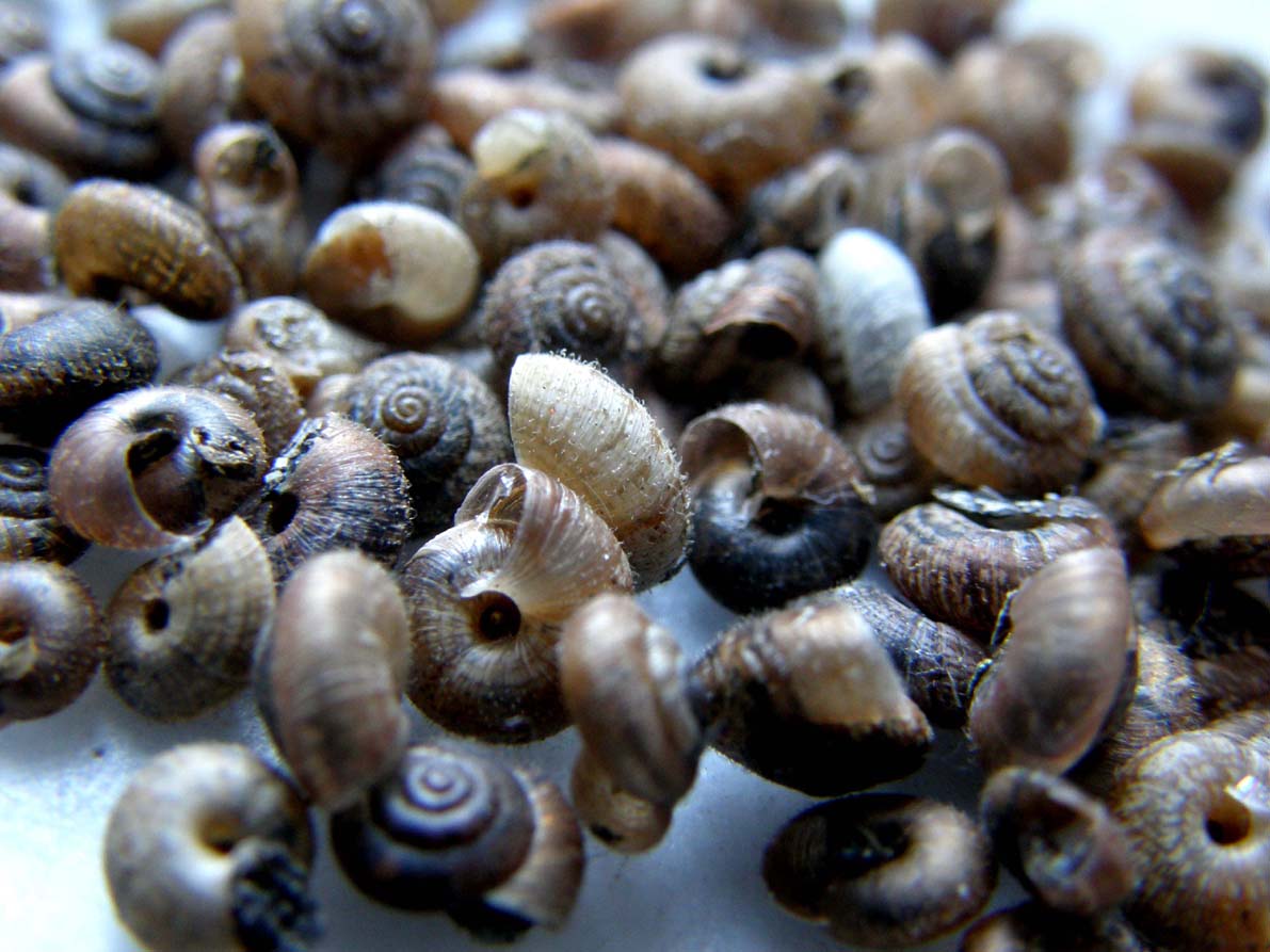 Invasione di  Xerotricha conspurcata