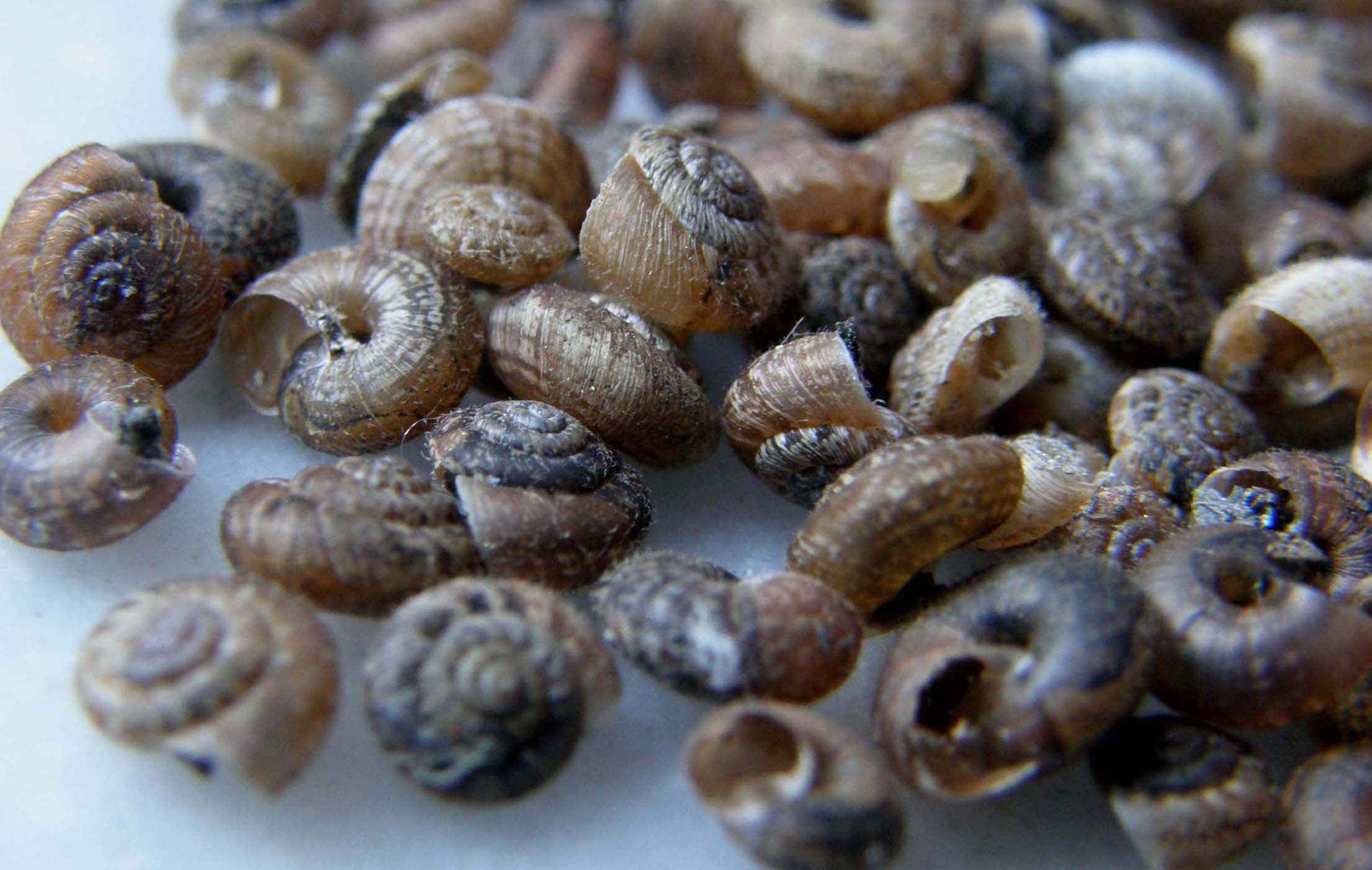 Invasione di  Xerotricha conspurcata