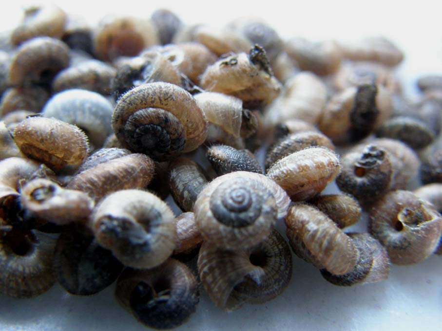 Invasione di  Xerotricha conspurcata