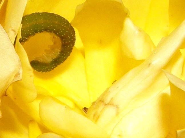 Larva di Tenthredinidae: Allantus viennensis
