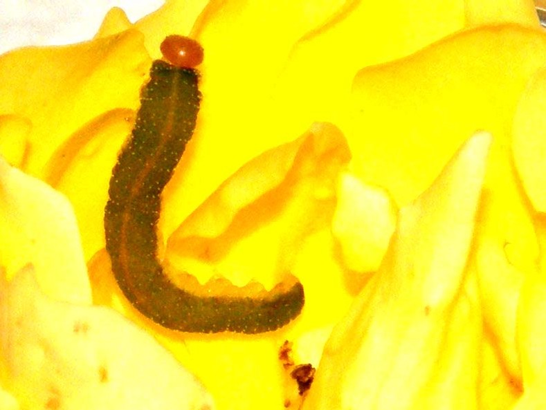 Larva di Tenthredinidae: Allantus viennensis