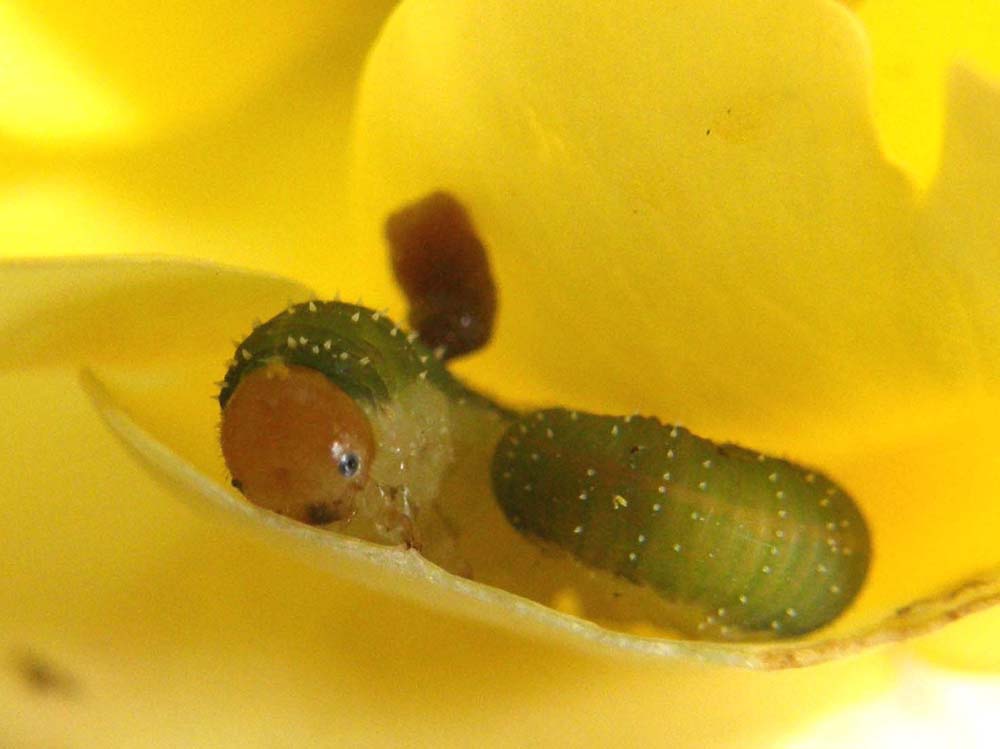 Larva di Tenthredinidae: Allantus viennensis