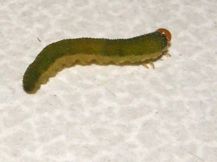 Larva di Tenthredinidae: Allantus viennensis