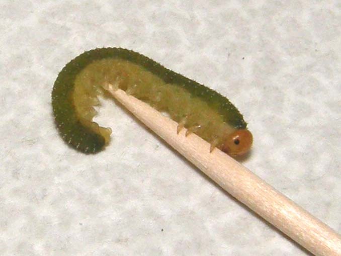 Larva di Tenthredinidae: Allantus viennensis
