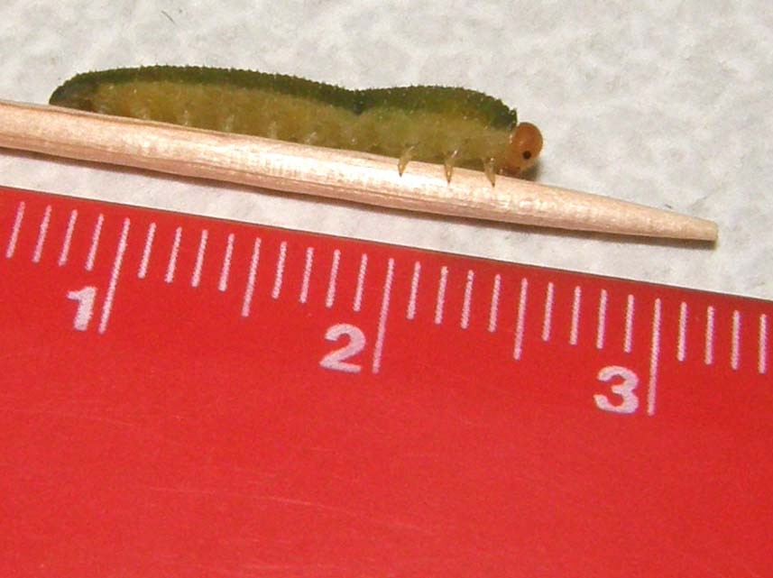 Larva di Tenthredinidae: Allantus viennensis