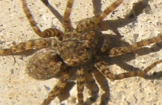 Pardosa sp.