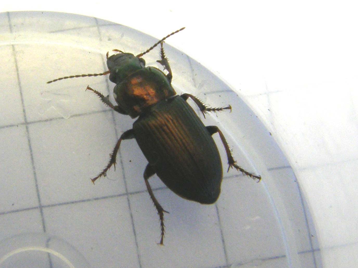 Piccolo carabidae da identificare: Harpalus distinguendus