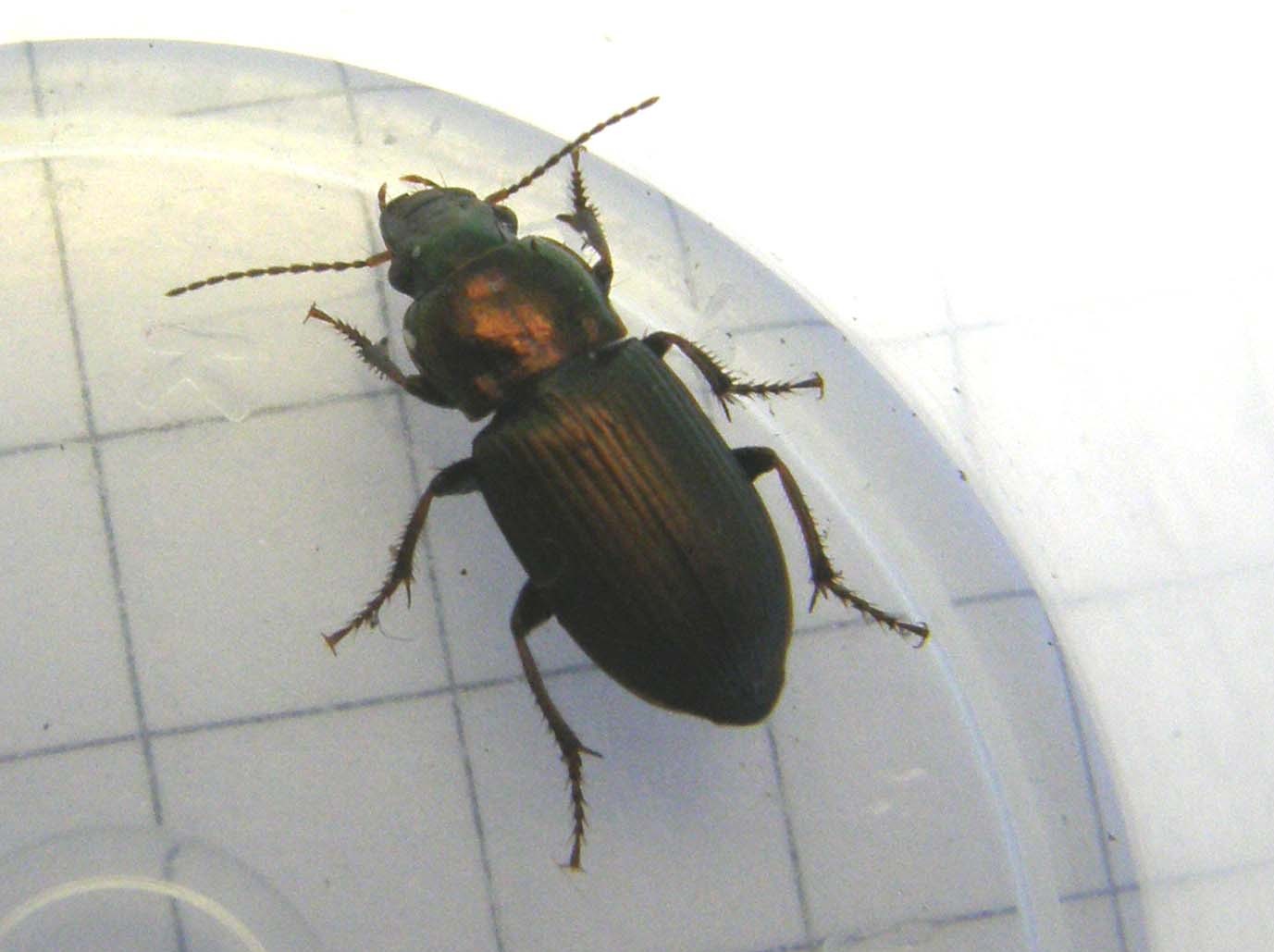 Piccolo carabidae da identificare: Harpalus distinguendus