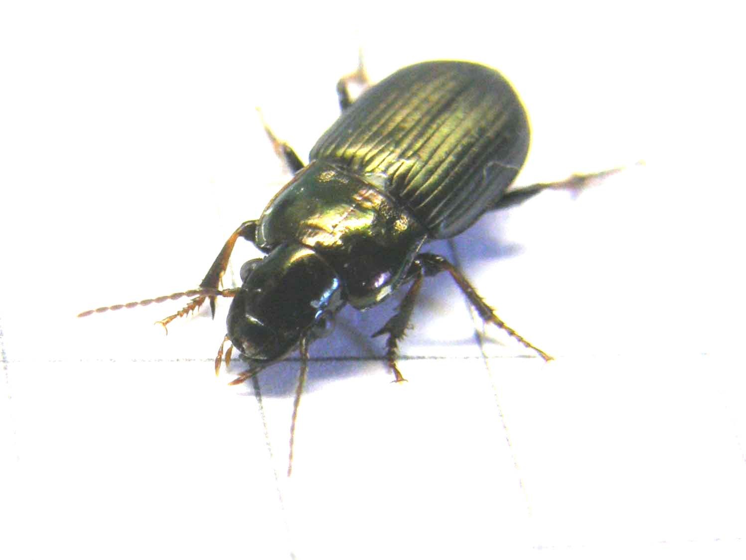 Piccolo carabidae da identificare: Harpalus distinguendus