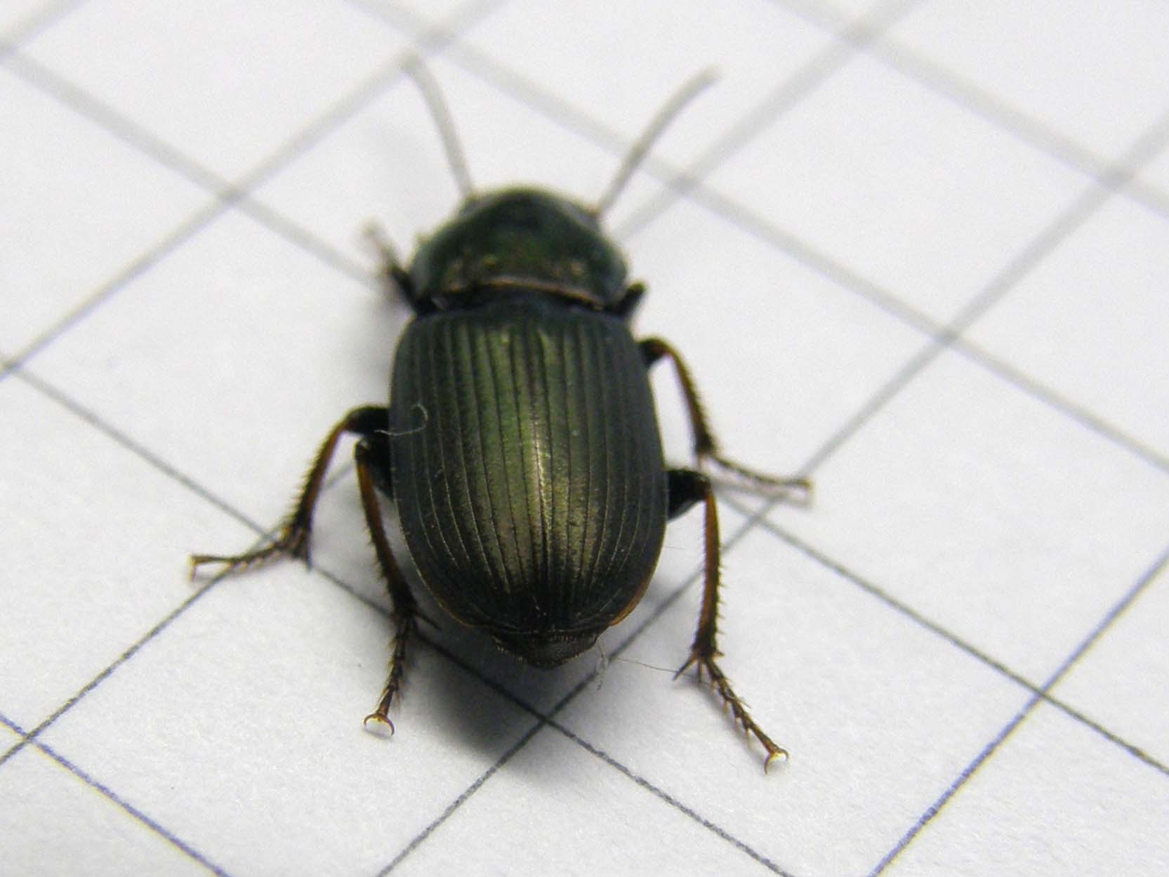 Piccolo carabidae da identificare: Harpalus distinguendus