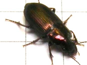 Piccolo carabidae da identificare: Harpalus distinguendus