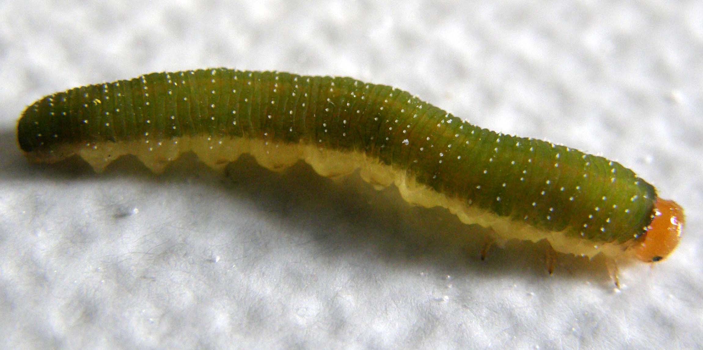 Larva di Tenthredinidae: Allantus viennensis