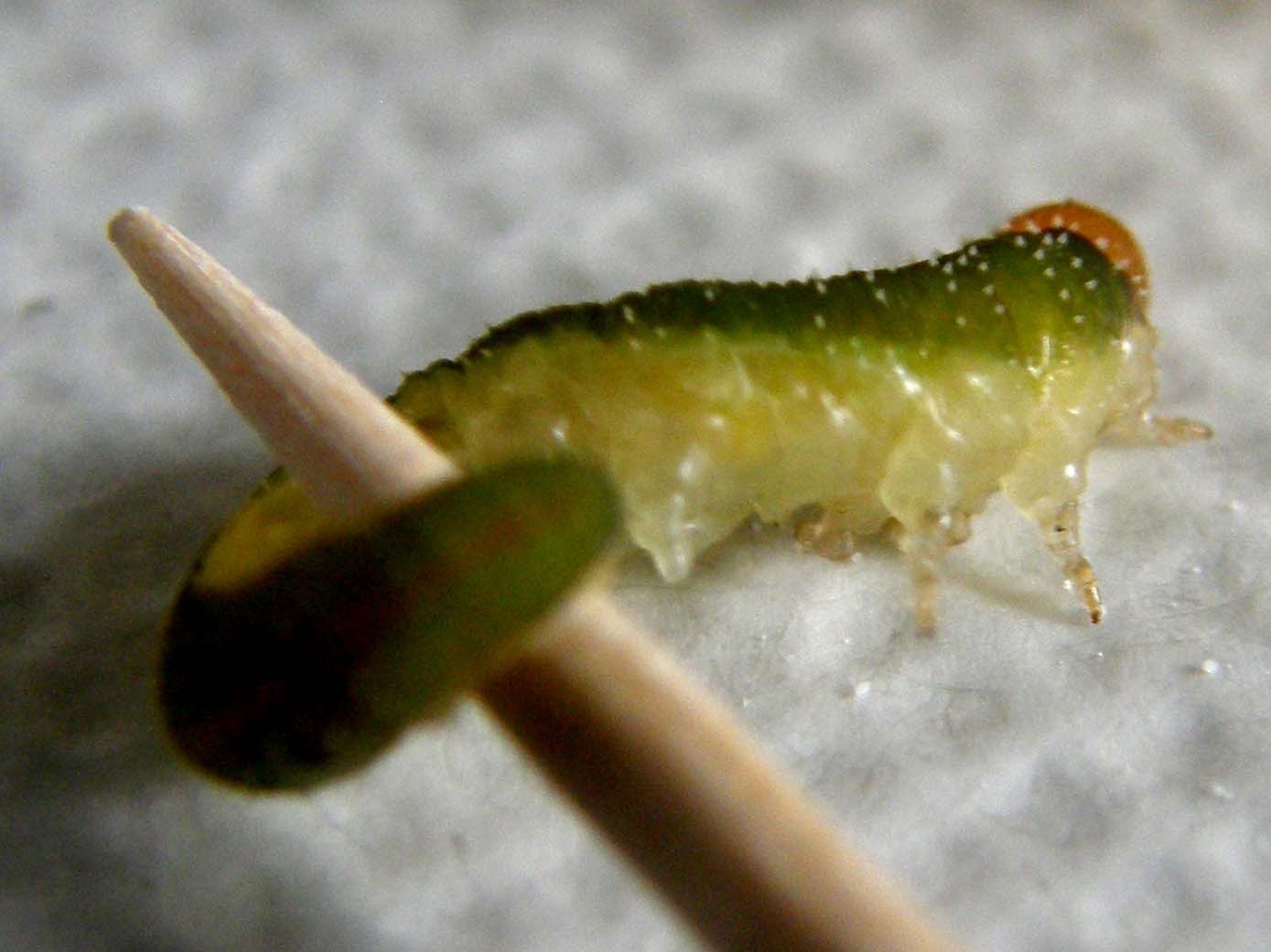 Larva di Tenthredinidae: Allantus viennensis