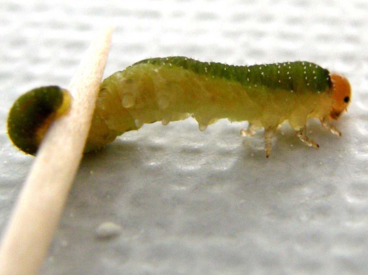 Larva di Tenthredinidae: Allantus viennensis