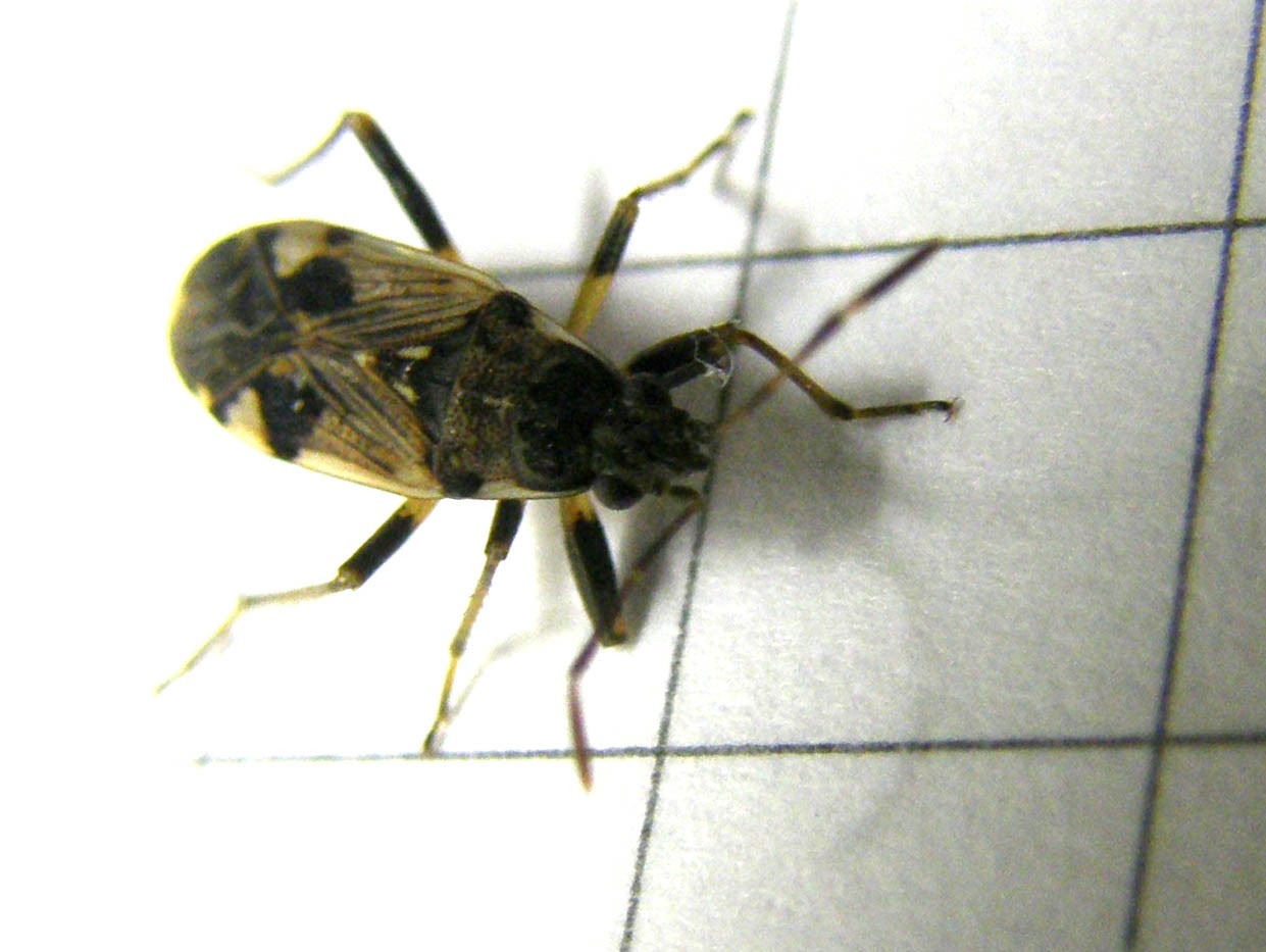 Lygaeidae: Beosus maritimus della Lombardia (MI)