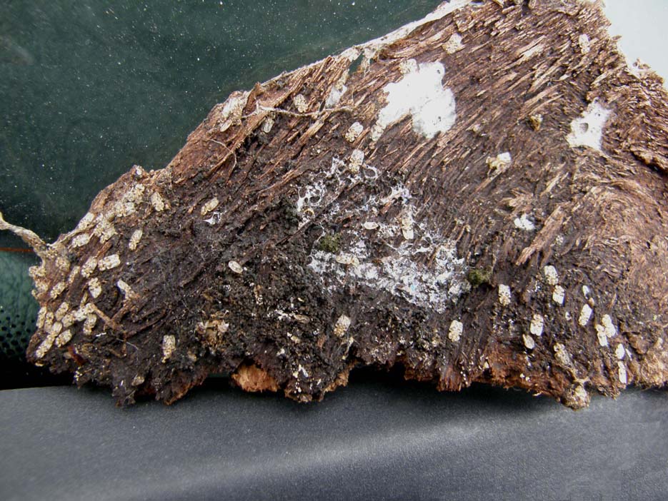Corythucha arcuata