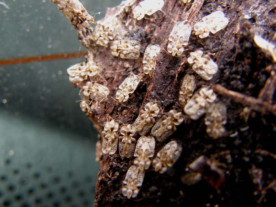 Corythucha arcuata