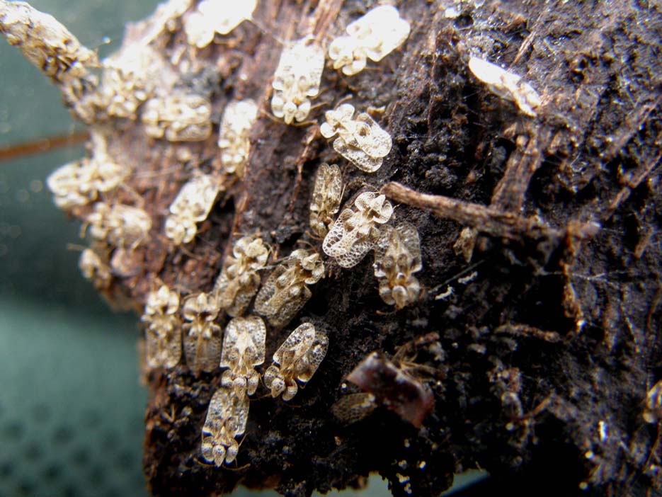 Corythucha arcuata