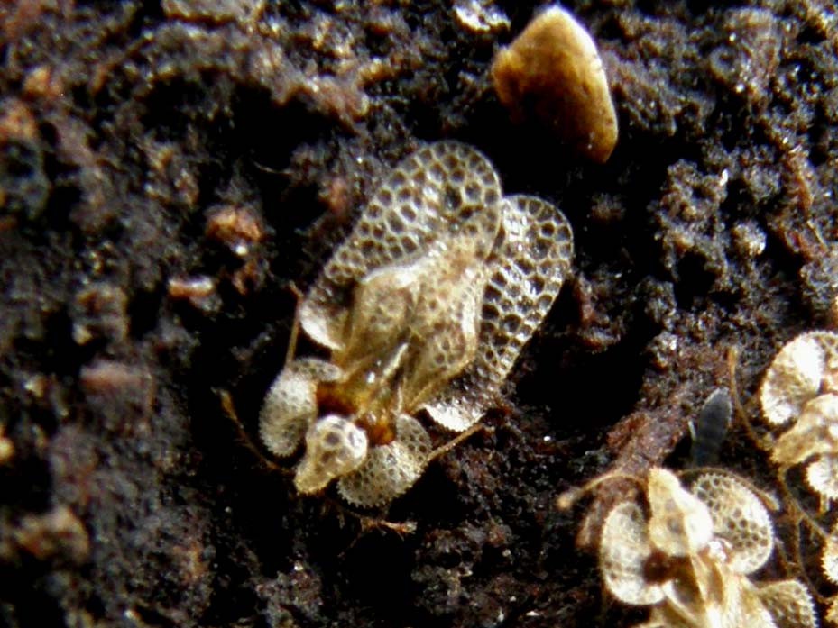 Corythucha arcuata